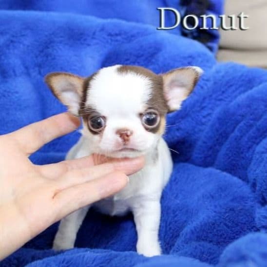 Donut - Chihuahua Male