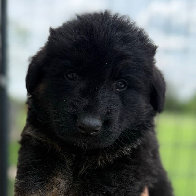 Dago - German Shepherd Dog Male