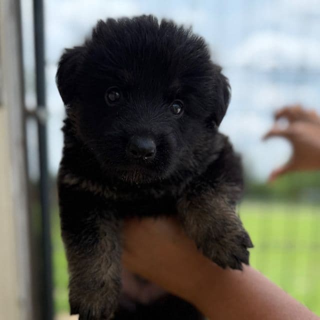 Cooper - German Shepherd Dog Male