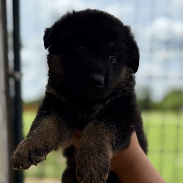 Rocket - German Shepherd Dog Male