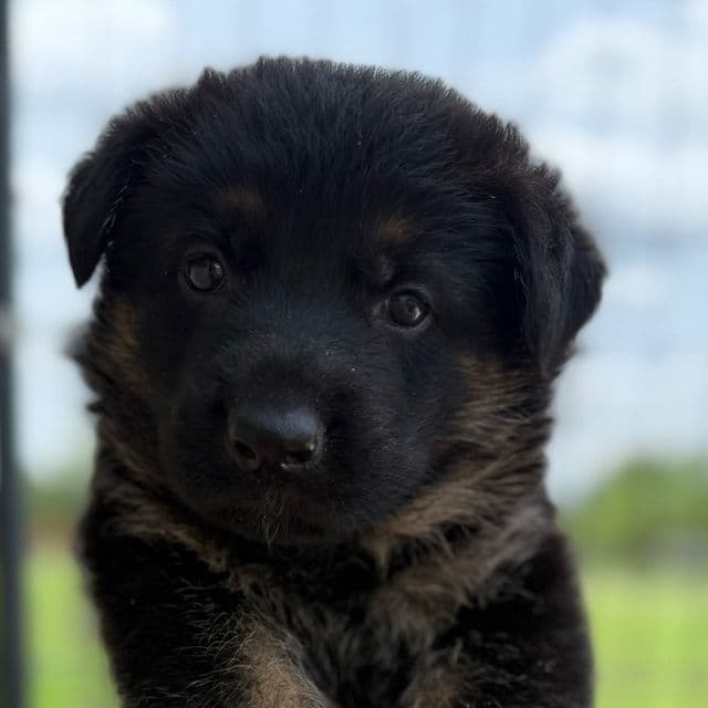 Moss - German Shepherd Dog Male