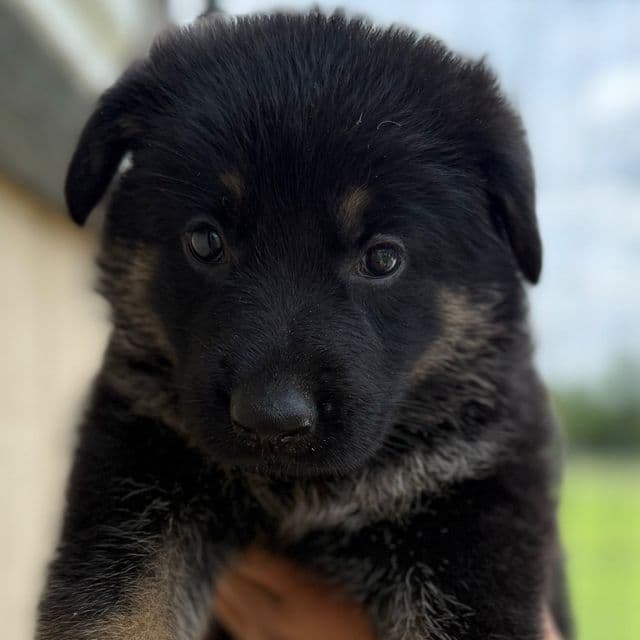 Cleo - German Shepherd Dog Female
