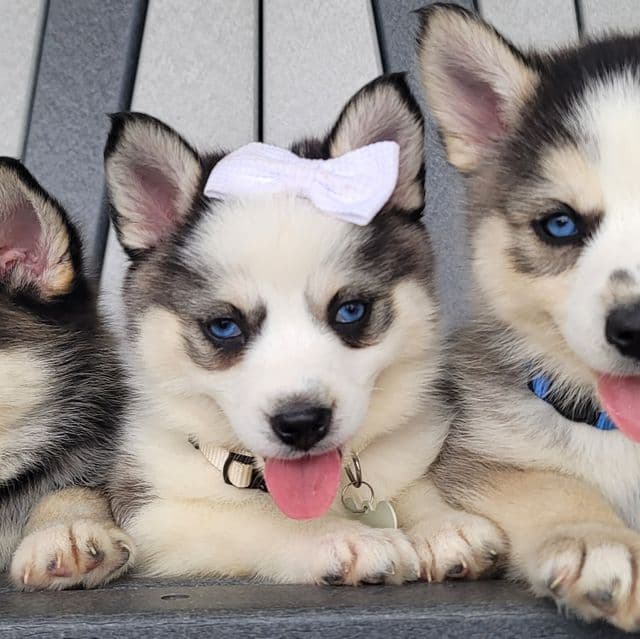 Rose - Pomsky Female