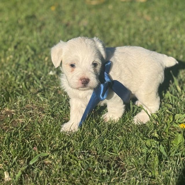 Boy 1 - Shih-Poo Male