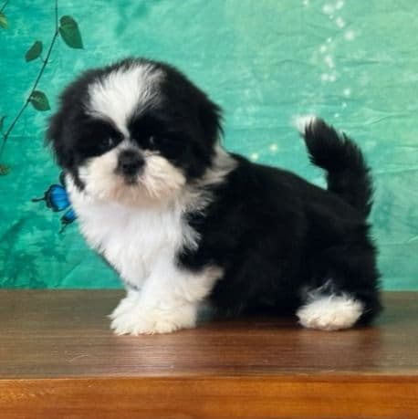 Reggie - Shih Tzu Male
