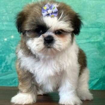 Poppy - Shih Tzu Female