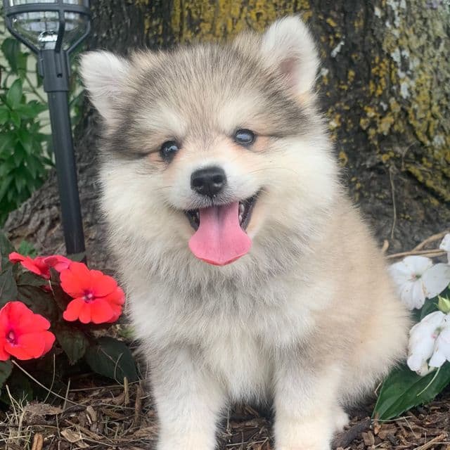 Handsome Timber~! - Alaskan Klee Kai Male