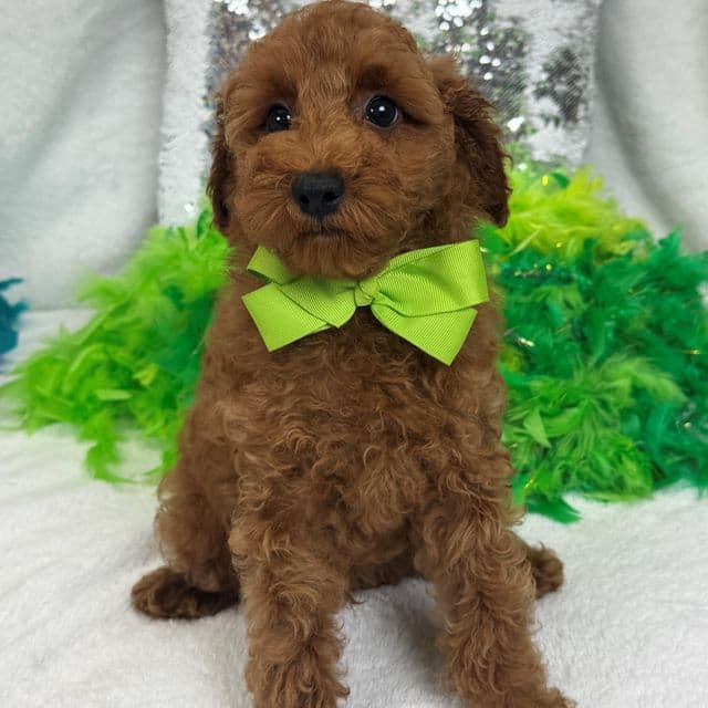 Tally Green Boy - Goldendoodle Male