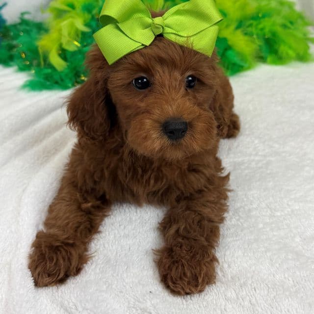 Braley Green Girl - Goldendoodle Female
