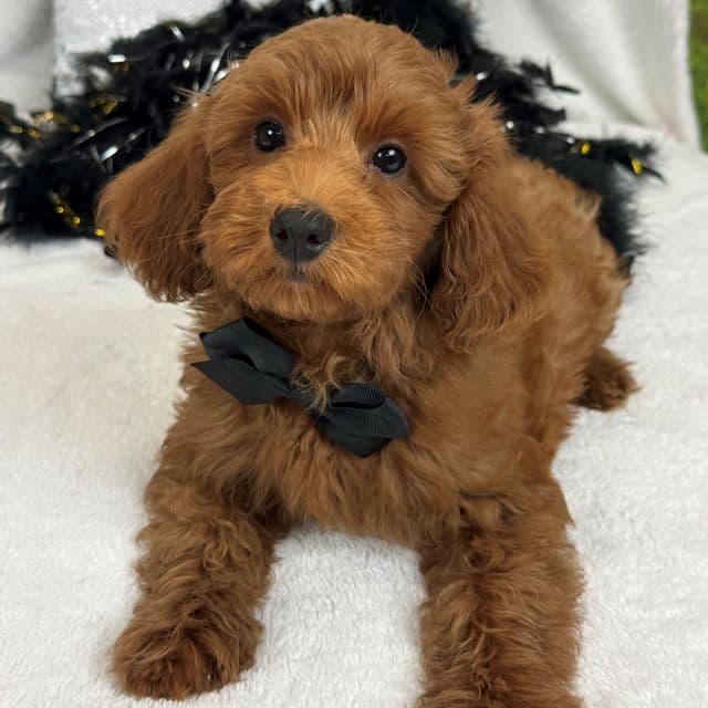 Braley Black Boy - Goldendoodle Male