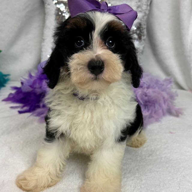 Elsa Purple Girl - Bernedoodle Female
