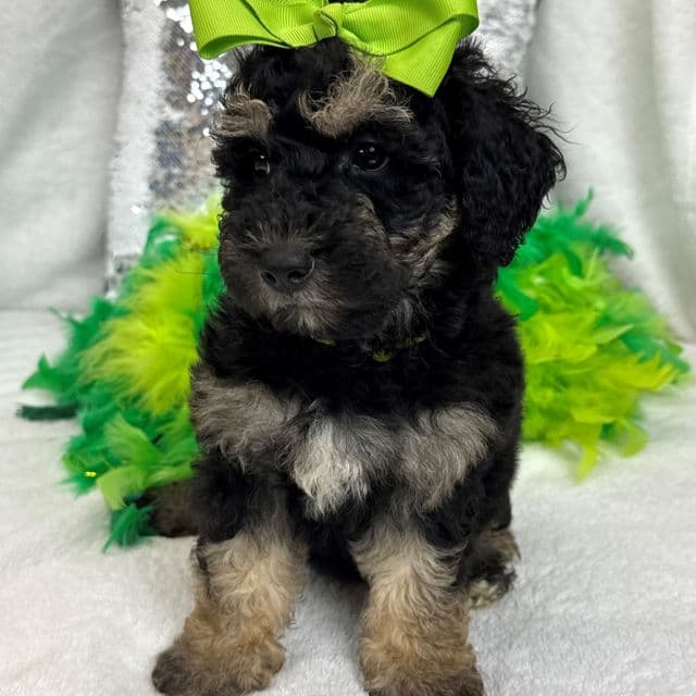 Gracie Green Girl - Bernedoodle Female