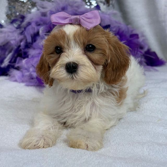 Mia Purple Girl - Cavapoo Female