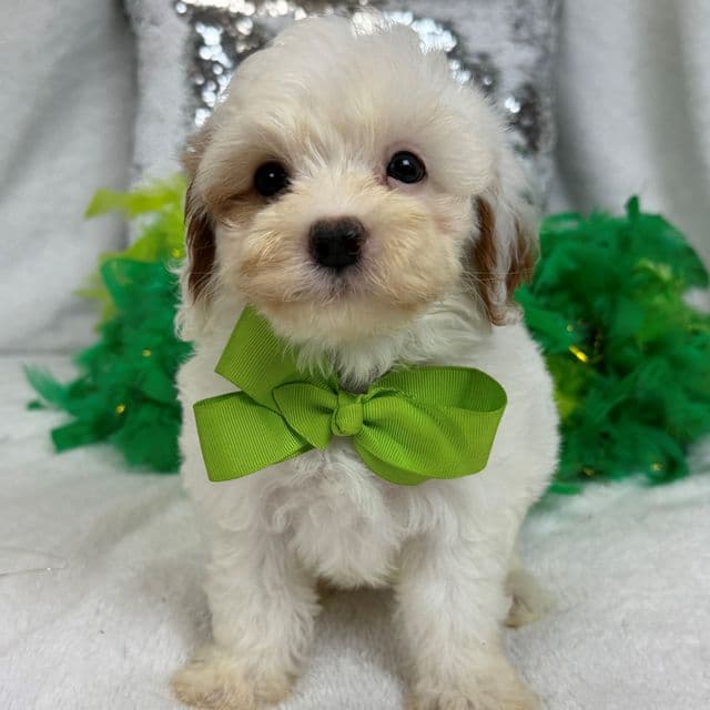 Mia Green Boy - Cavapoo Male