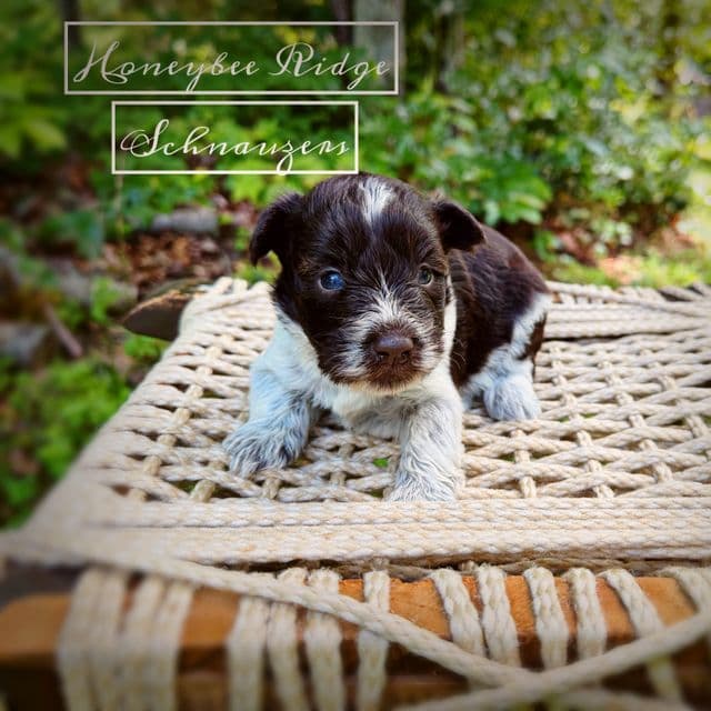 Akc Liver Parti  - Miniature Schnauzer Male