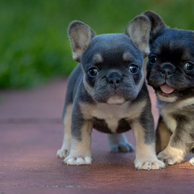 LULU - French Bulldog Female