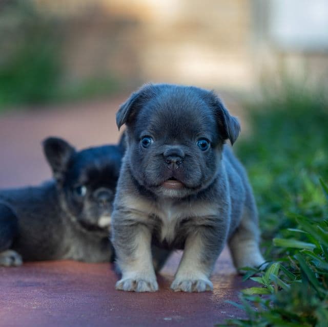 Teddy - French Bulldog Male