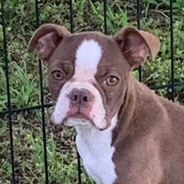 Fun Piper~Red and White Boston Gal~! - Boston Terrier Female