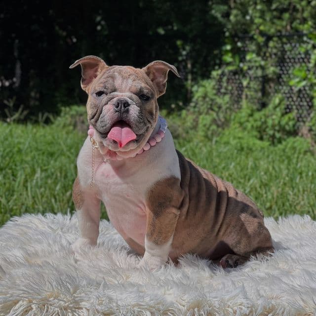 Maggie - English Bulldog Female