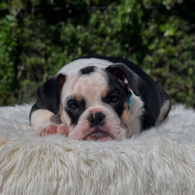 Maverick - English Bulldog Male