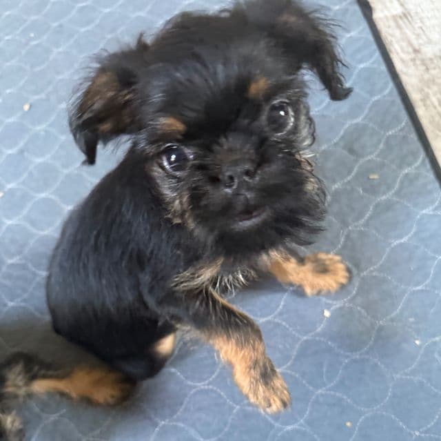Gilbert - Brussels Griffon Male