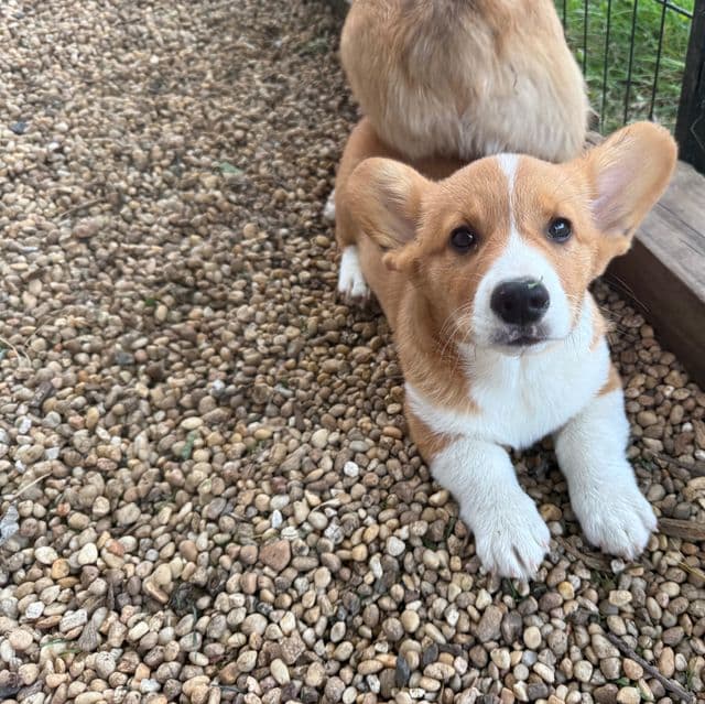 Flint - Pembroke Welsh Corgi Male