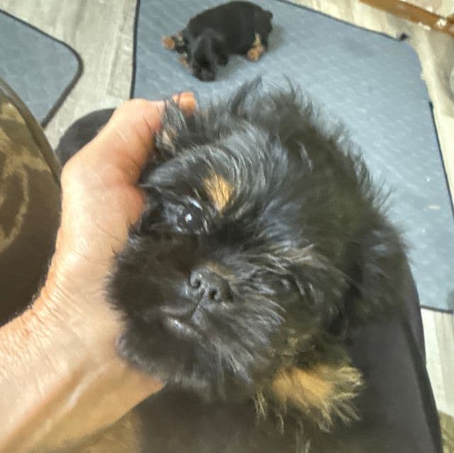 Guliver - Brussels Griffon Male