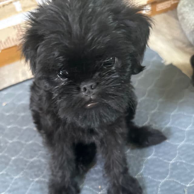 Gidget - Brussels Griffon Female