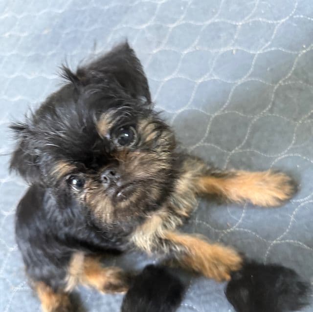 Gillian - Brussels Griffon Female