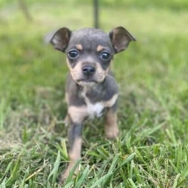 Sky - Chihuahua Female