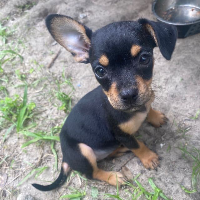 Kiara - Chihuahua Female
