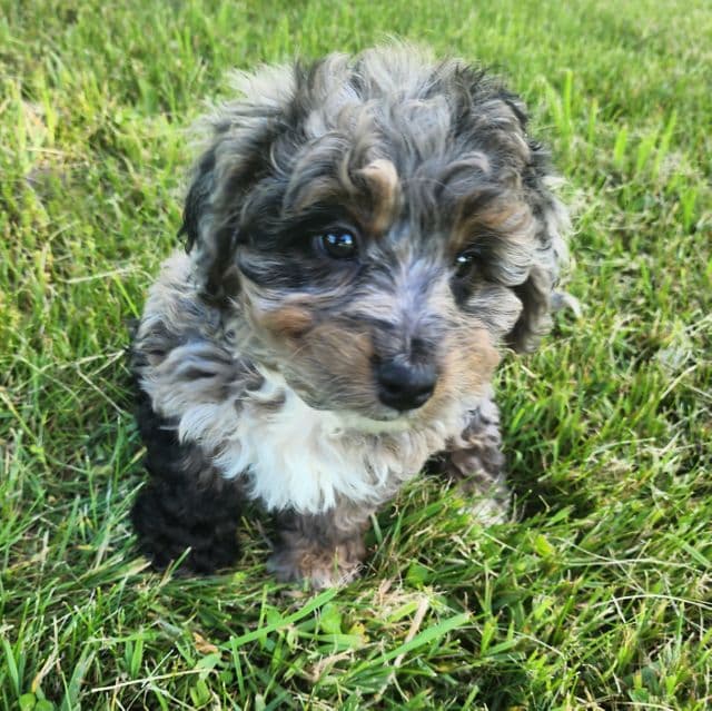 Mini f1b Pretzel - Bernedoodle Female