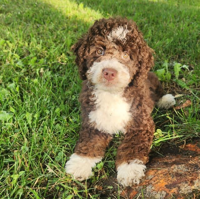Mini f1b Birdie - Bernedoodle Female