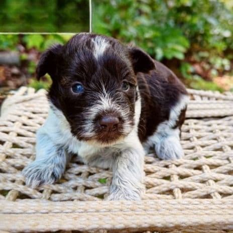 Akc Liver Parti  - Miniature Schnauzer Male