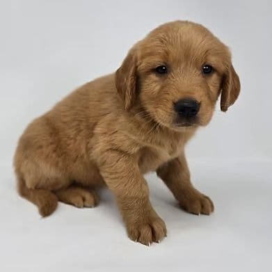 Enid - Golden Retriever Female