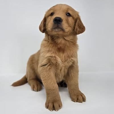 Enid - Golden Retriever Female