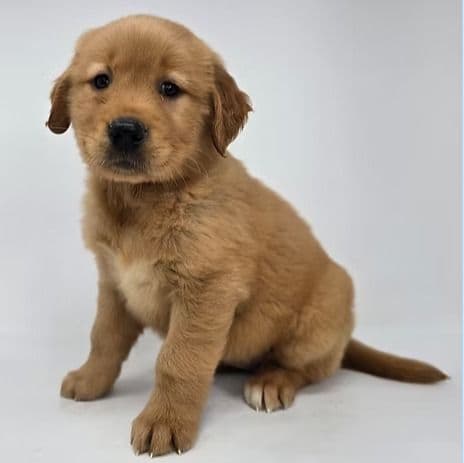 Etta - Golden Retriever Female