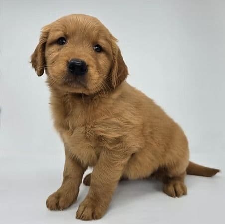 Evie - Golden Retriever Female