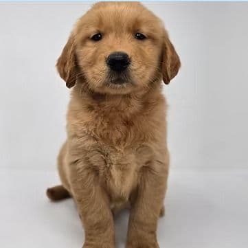 Ella - Golden Retriever Female