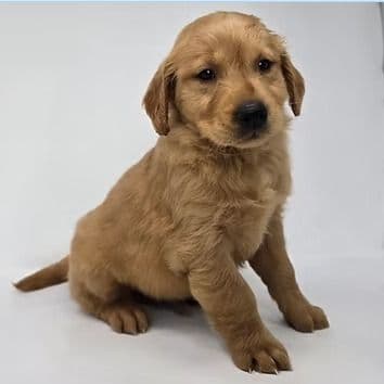 Ernie - Golden Retriever Male