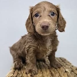 Hadley - Dachshund Female