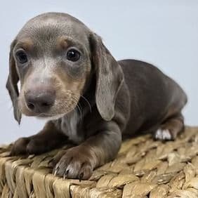 Hank - Dachshund Male