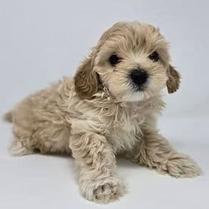 Daniel - Cavapoo Male