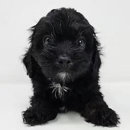 Dean - Cavapoo Male