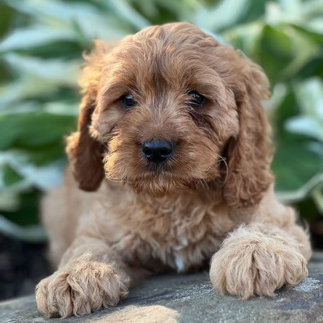 Ryan - Cavapoo Male