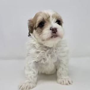 Jozie  - Shih-Poo Female