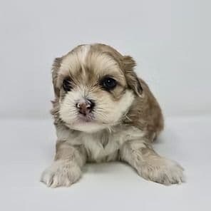 Julia - Shih-Poo Female