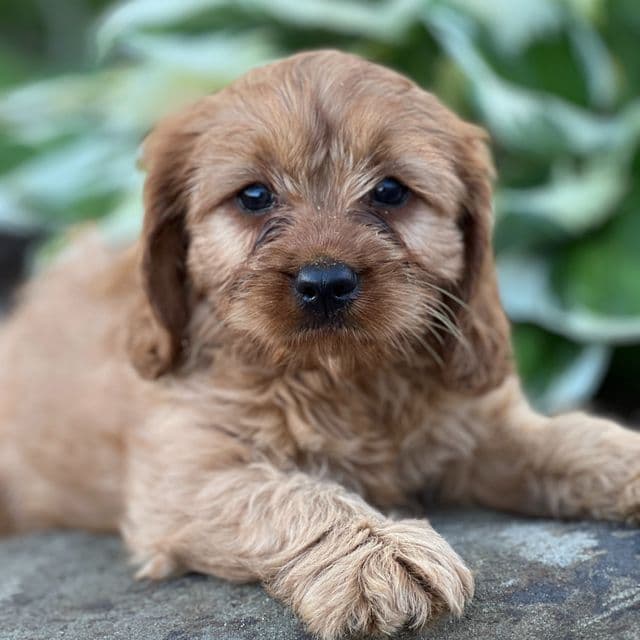 Rowan - Cavapoo Male