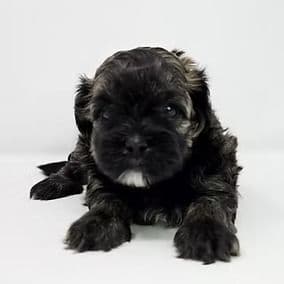 Jovi  - Shih-Poo Male