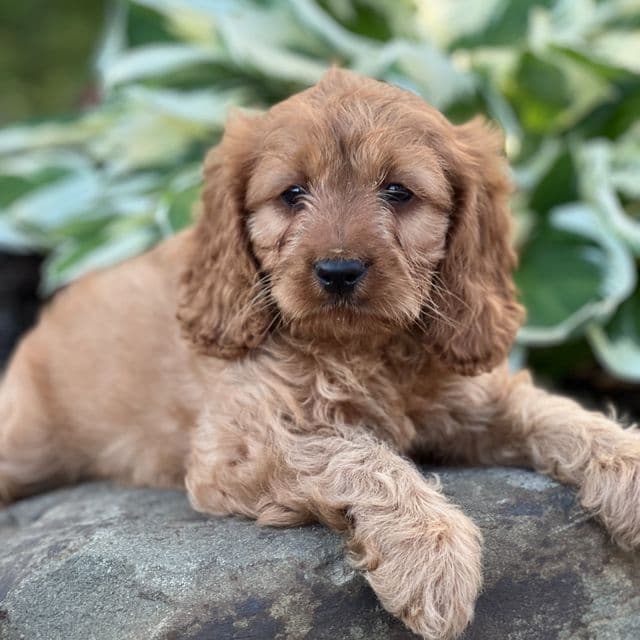 Rocco - Cavapoo Male